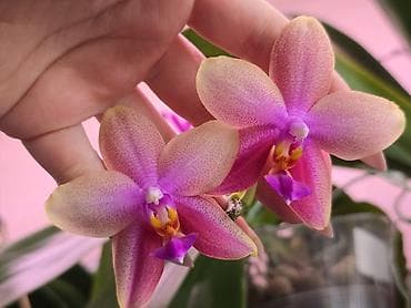 Филодендроны: В продаже большой филолендрон бурле макс вариегатный 1500,орхидеи — 8