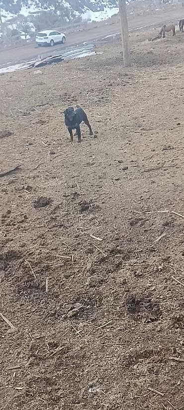 собаки пудели: Щенок, похожий на метиса охранных пород: компактного размера, крепкого — 1