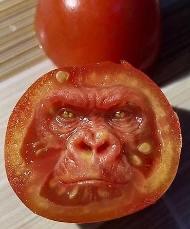 расада помидор: Семена помидор жёлтые красные. находится в Пригородном.( не для поля — 10