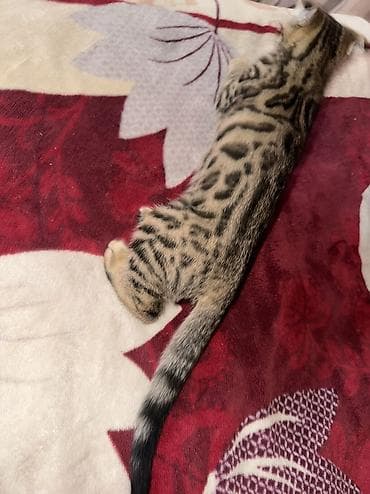 мышык кошка: Котята! папа бенгал. мама шотландская вислоухая. 1 девочка и 1 — 2