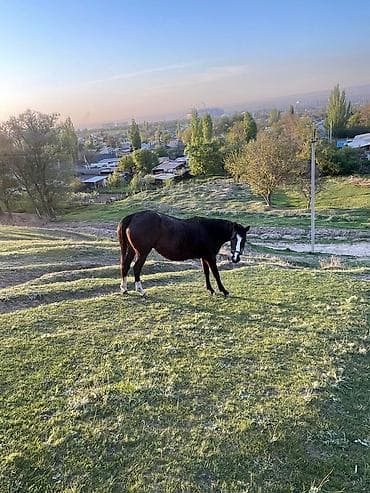 ат сатып алам: Продаю | Кобыла (самка) | Для разведения — 4