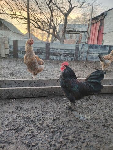 жапалак птица: Карлик япон петух короз Молодой жаш не кричит ещё кыйкыра элек — 5