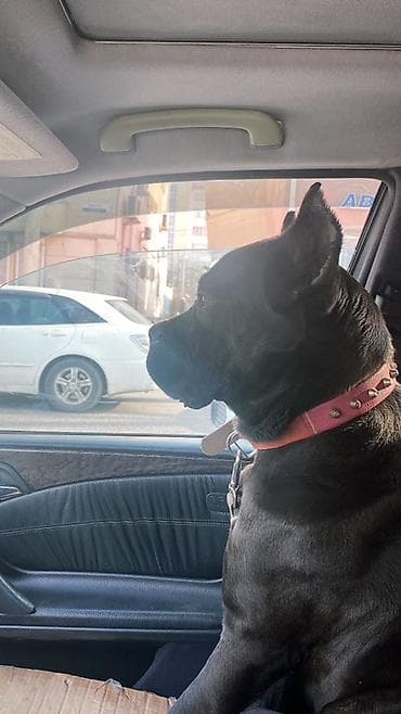 коне корсе: Кане-корсо, 2 года, Самка — 5