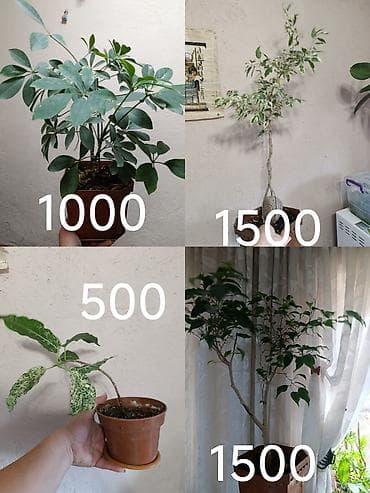 комнатные цветы фикус: Комнатные растения в горшках (несколько видов) 1) Аглаонема — 10