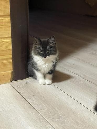 кошка серый: Кошка даром: Беспородная, 2 месяца, Мальчик — 3