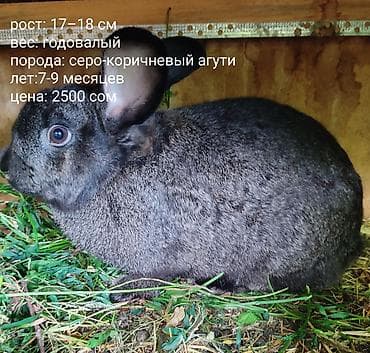 собака самец: Продаю | Кролик самец | Серый великан | Для разведения — 3