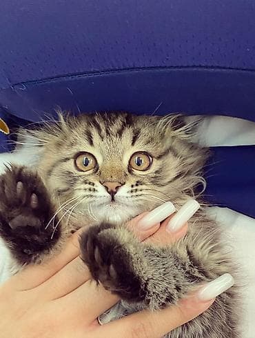 малёк рыбы: Скотиш Фолд (Шотландская вислоухая), 8 месяцев, Девочка — 3