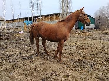 сколько стоит лошадь орловский рысак: Продаю | Кобыла (самка) | Для разведения | Племенные — 8