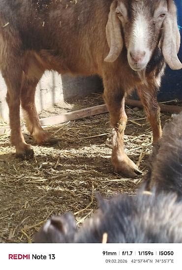 Аквариумы: Продаю | Коза (самка) — 5