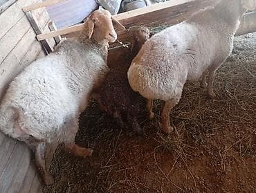 продаю животных: Продаю | Овца (самка) | Для разведения | Матка — 1