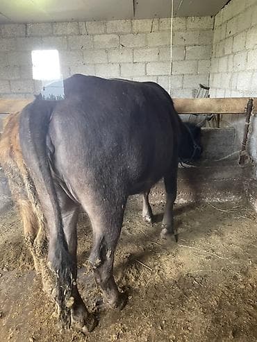 кошки на обувь: Продаю | Тёлка | Швицкая | На забой, Для молока — 4