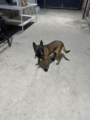 бельгийский афчарка: Щенок пастушьей породы (тип бельгийской овчарки/малинуа) на фото — 1