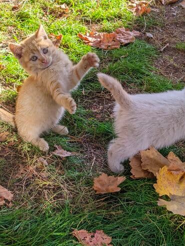 carters для мальчика: Котята, домашние, игривые. Описание: - Окрас: рыжий и кремово-белый — 9