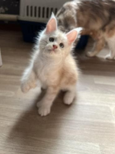 коты белый: Продаётся эксклюзивный редкий Полидактилия красный серебро, с полным — 2