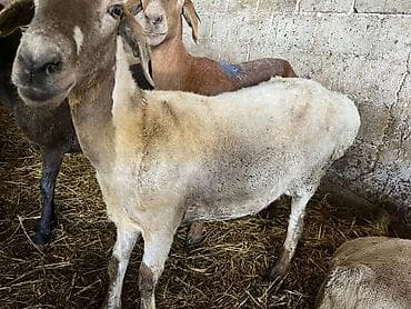 баран кант: Продаю | Баран (самец), Овца (самка), Ягненок — 4