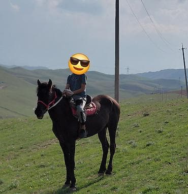 Продаю | Конь (самец) | Рабочий