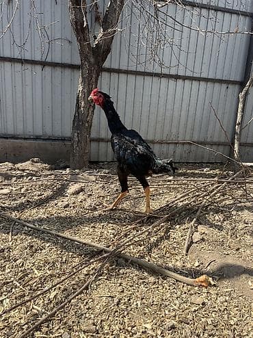 тосмо сетка: Сатам | Короздор | Тебиштирүүчү | Көбөйтүү үчүн, Тебиштирүү үчүн — 6