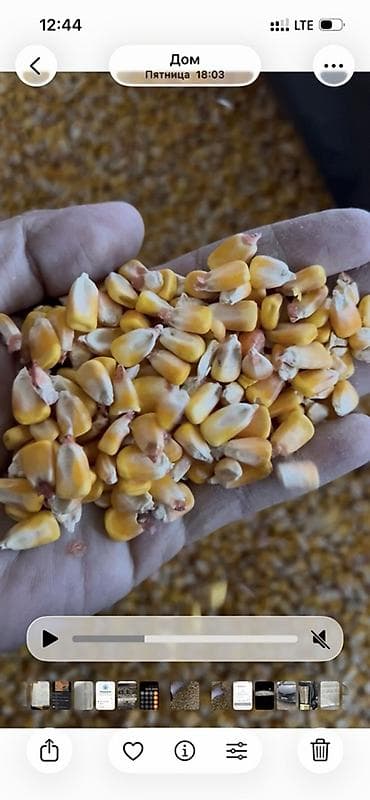 корм для быков: Кукуруза фуражная (зерно, дроблёнка крупной фракции) цемена лимонней — 2