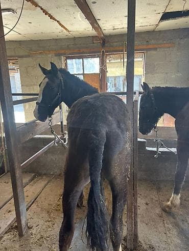 ат бычмал: Продаю | Жеребец | Рабочий — 7