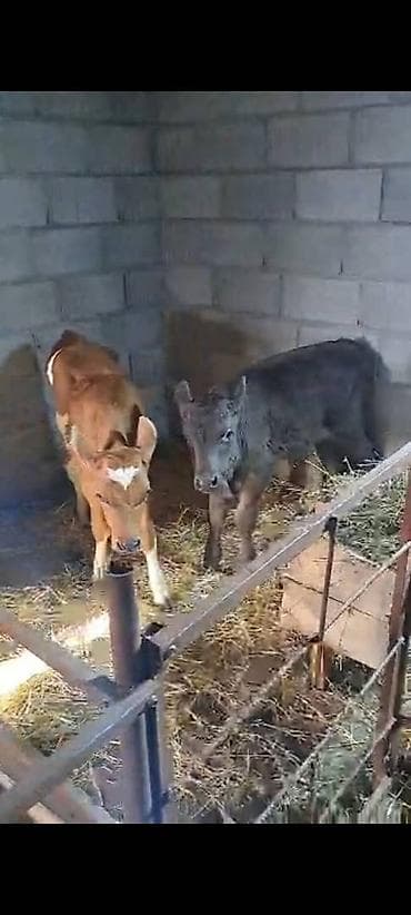 кулун животное: Продаю | Музоо, торпок | Швицкая, Симментальская, Айрширская | Для разведения, Для молока | Племенные, Искусственник — 3