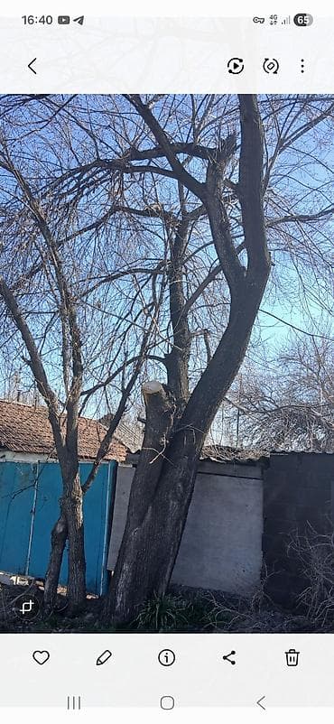 дрова карагач: Дрова — 1