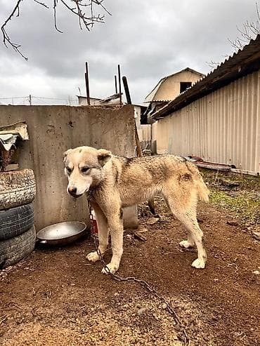 тайган кучуктор: Щенок алабая 6 месяцев 
- Пол:самка — 3