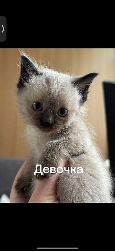 Кошка даром: Беспородная, 3 месяца, Девочка