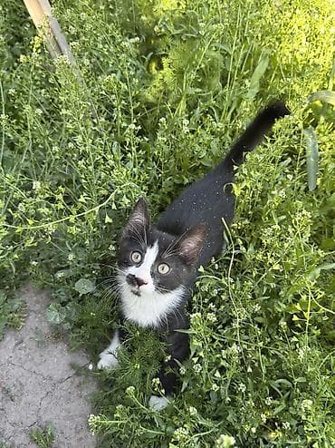 белый хомяк: Кошка даром: Беспородная, 2 месяца, Девочка, Приучена к лотку — 4