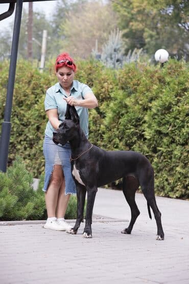 Порода: немецкий дог Питомник «Фольц Дог» (Кыргызстан, Бишкек)