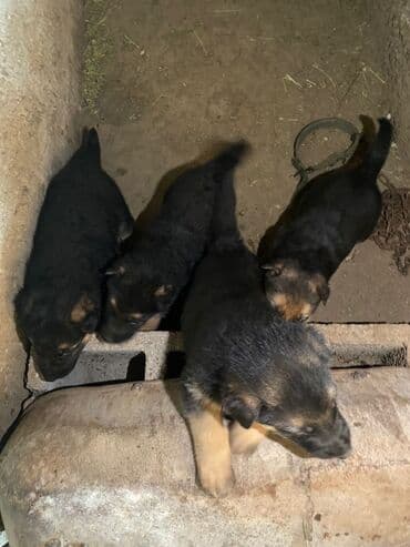 чихуахуа даром: Продается Щенки, немецких овчароки — 1