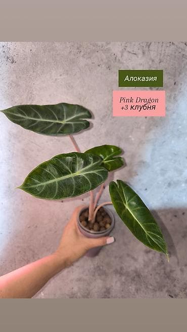 монстера манки: Распродажа Комнатные растения. Аглаонема Алоказия Сциндапсусы — 3