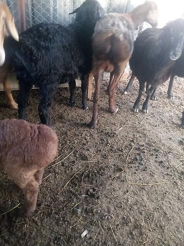 собака немецкий: Продаю | Ягненок, Баран (самец) | Арашан — 3