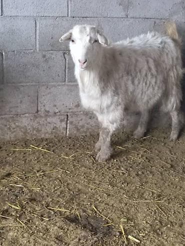 козу баран: Продаю | Козёл (самец) | Зааненская — 3