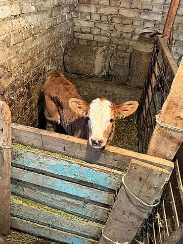 объявления о животных: Продаю | Тёлка | Симментальская | На откорм — 5