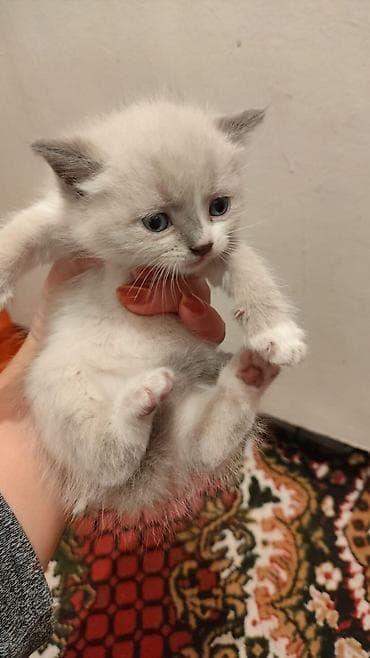 сухое молоко для котенка: Скотиш Страйт (Шотландская прямоухая), 1 месяц, Мальчик, Метис — 3