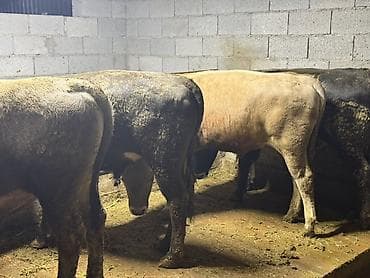 Сатам | Бука (эркек) | Союуга — 6