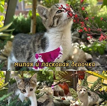 Мышыктар: Их уже выбросили однажды в коробке, но нашлись добрые люди, у которых — 3