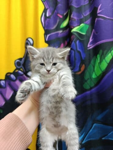 продажа кочкор: Продаются котята шотланской породы — 6