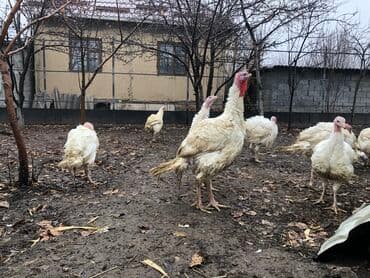 пахлава бишкек цена: Продаются индюки биг 6, вес от 15-20 Халал за 1кг 600сом — 5