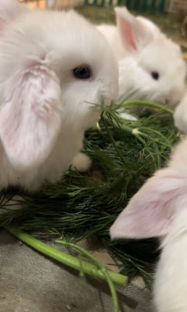 карликовый пудель сколько стоит: 😍🐰🥰 Вислоухие малыши, начинаем бронь😍 Белые голубоглазки😍 Белоснежные — 7