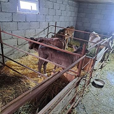 коровы животные: Продаю | Музоо, торпок | Швицкая | Для разведения, Для молока | Племенные, Искусственник — 2
