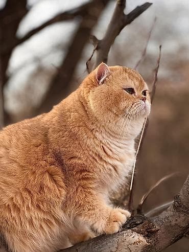 дом для животных: ✨ британские котята золотистой шиншиллы в поисках дома! ✨ наши малыши — 1