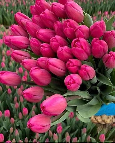 коробка оптом: Открываем бронирование 2026 г.Тюльпаны оптом самые яркие,сочные цвета — 5