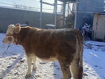 симментал уйлар: Продаю | Бык (самец) | Симментальская | На откорм — 4