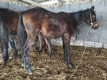 кошка британец: Продаю | Бык (самец), Тёлка | Алатауская | На откорм, На забой, Для разведения | Племенные, Искусственник — 6