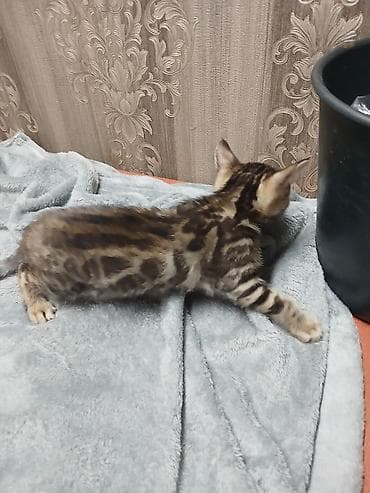 вислоухая кошка: Бенгальские котята от породистой кошки. - Яркий леопардовый рисунок — 3