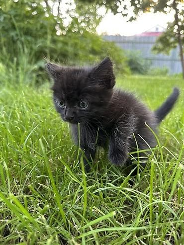 где можно купить енота: Котята, пушистые комочки счастья! Исключительно в добрые руки!!! — 4