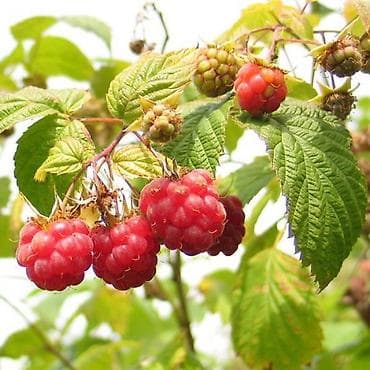 столы с регулируемой высотой: Саженцы малины (ремонтантные) Описание: - Сильные однолетние саженцы — 3