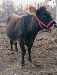 купить рабочую охотничью собаку: Продаю | Корова (самка) | Алатауская | Для разведения, Для молока | Стельные — 5