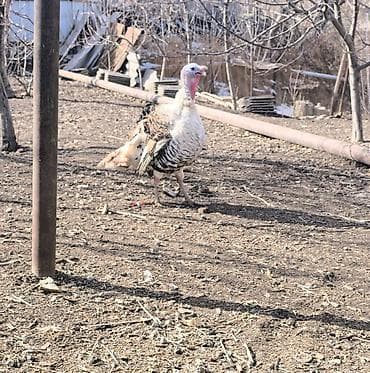 доплер кой: Индюк — 1